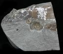 Promicroceras Ammonite Fossils - England #30737-1
